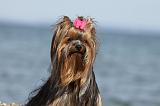 YORKSHIRE TERRIER 286